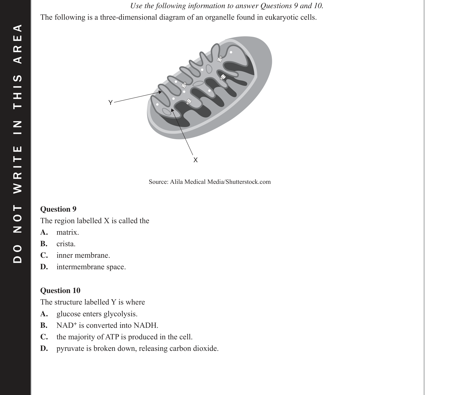 Biology 2017 Exam Question 10 — Electron transport chain and ATP yield