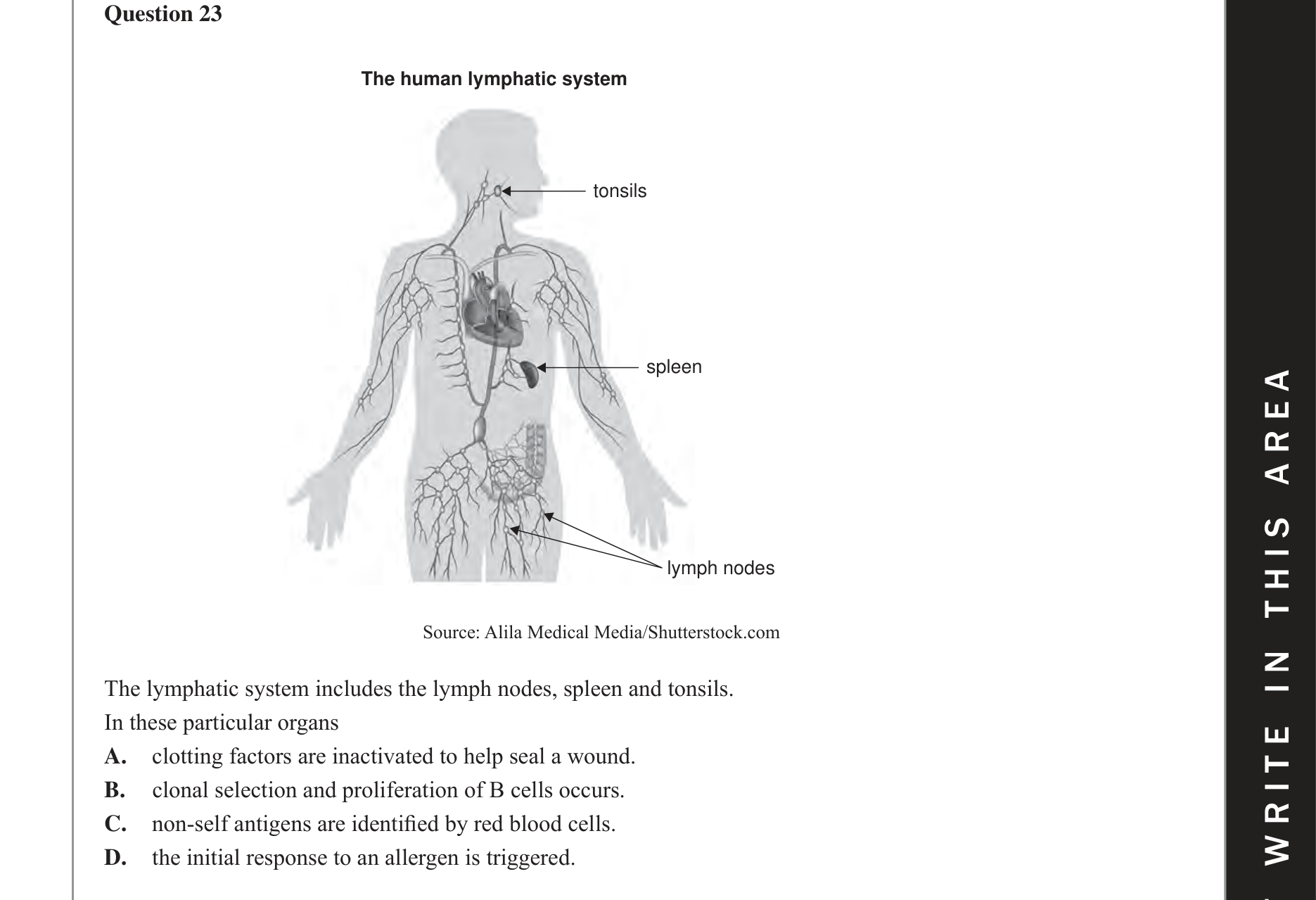 Biology 2017 Exam Question 23 — Lymphatic system and lymph nodes, B lymphocytes and antibody action