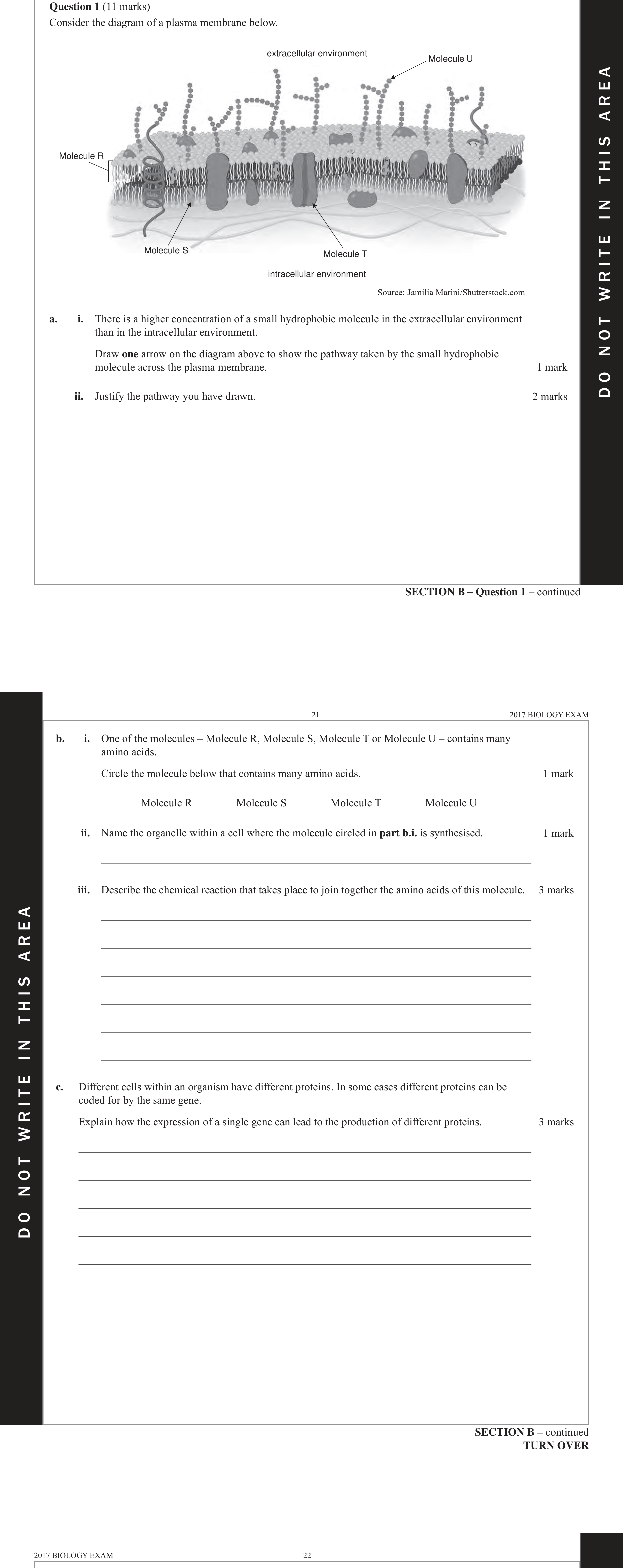 Biology 2017 Exam Question 1(b)(iii) — Amino acids and polypeptide structure, Translation by ribosomes