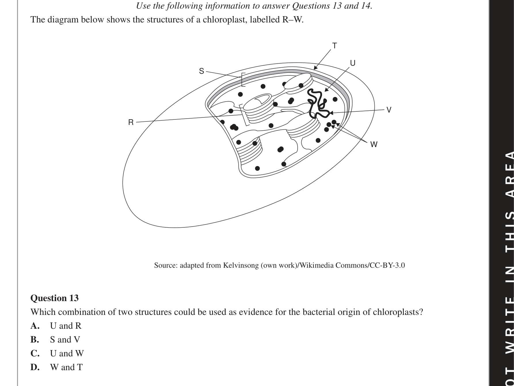 Biology 2018 Exam Question 13 — Location of photosynthesis stages