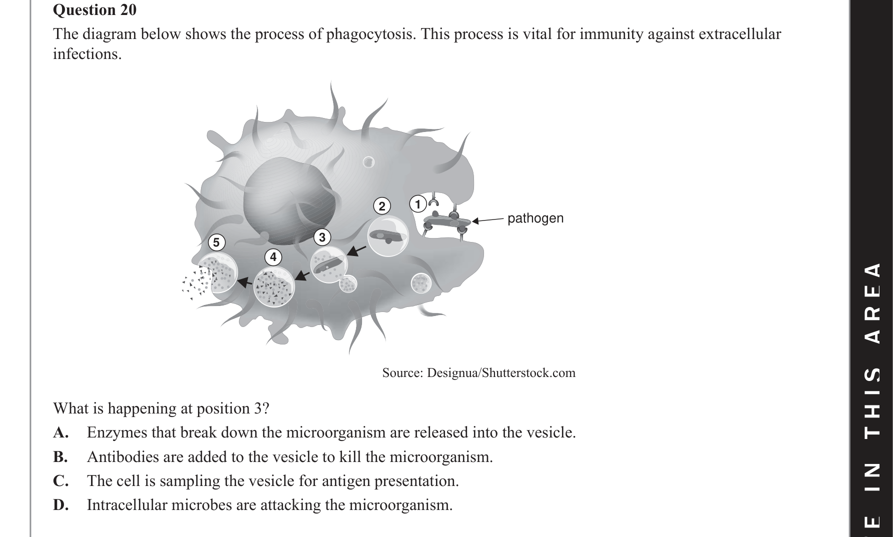 Biology 2019 Exam Question 20 — Innate immune cell roles, Antigen presentation and initiation