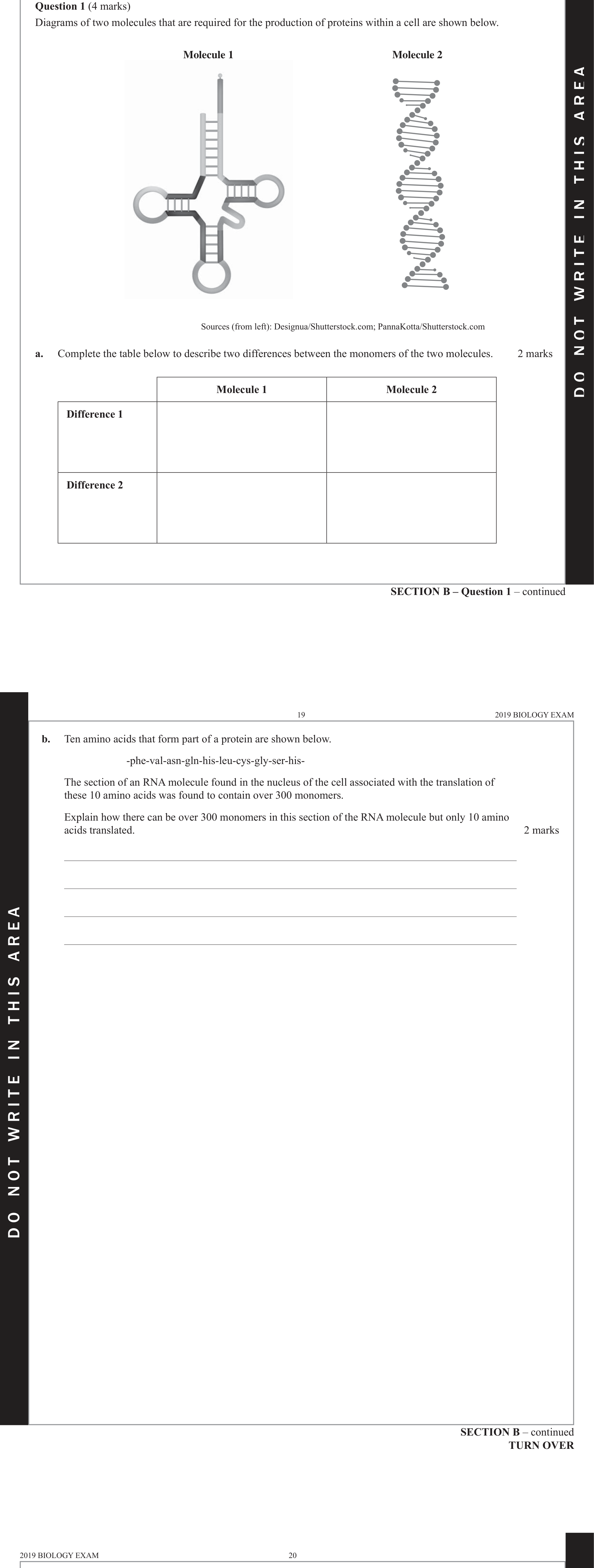 Biology 2019 Exam Question 1(b) — Gene structure: exons, introns, promoters, Transcription and RNA processing