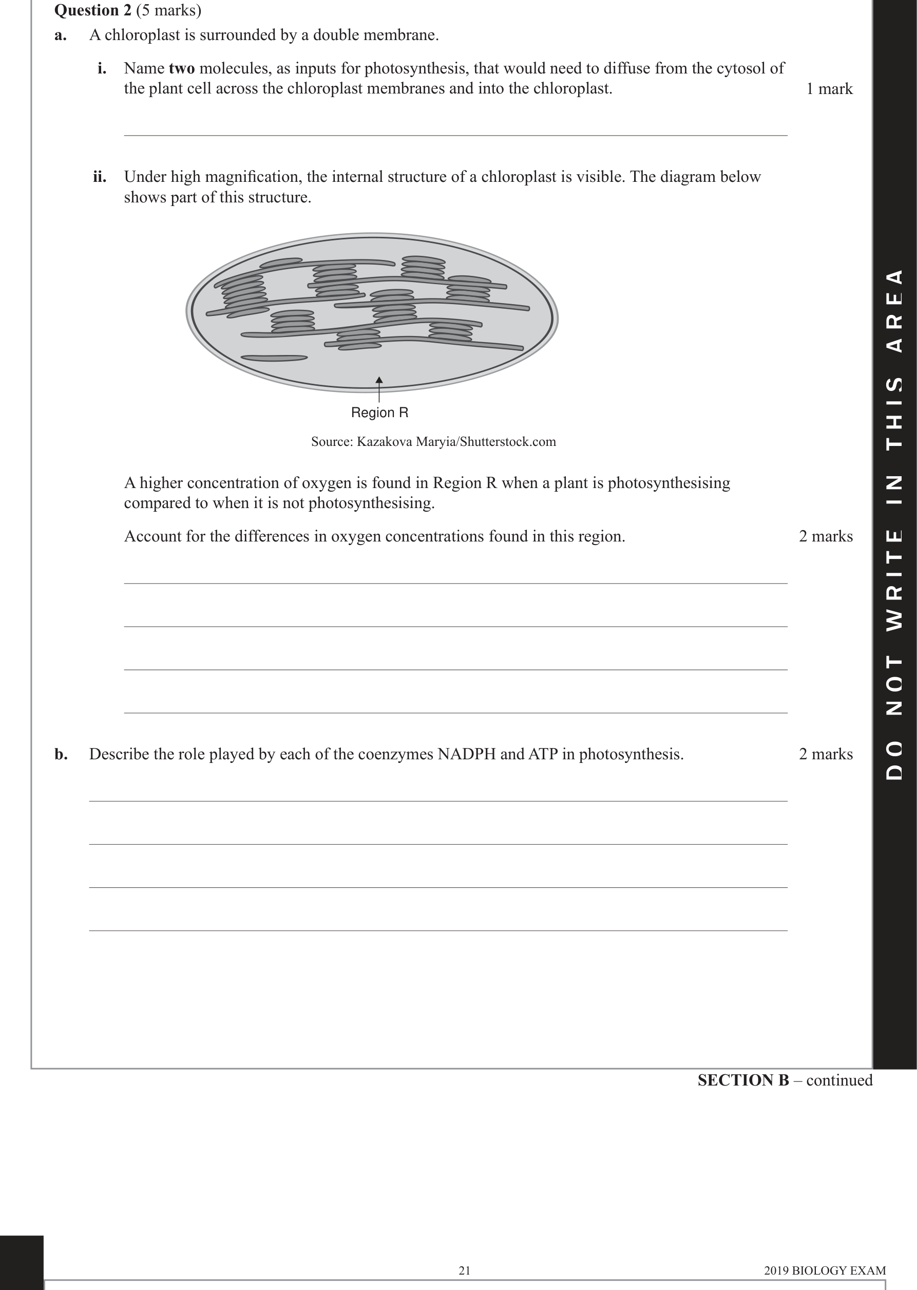 Biology 2019 Exam Question 2(a)(ii) — Location of photosynthesis stages, Light dependent stage inputs and outputs