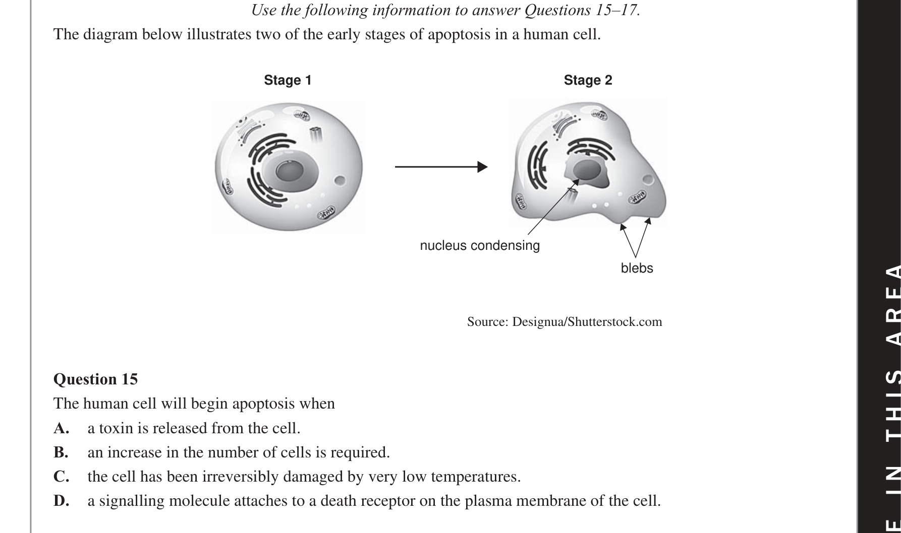 Biology 2020 Exam Question 15 — Innate immune cell roles