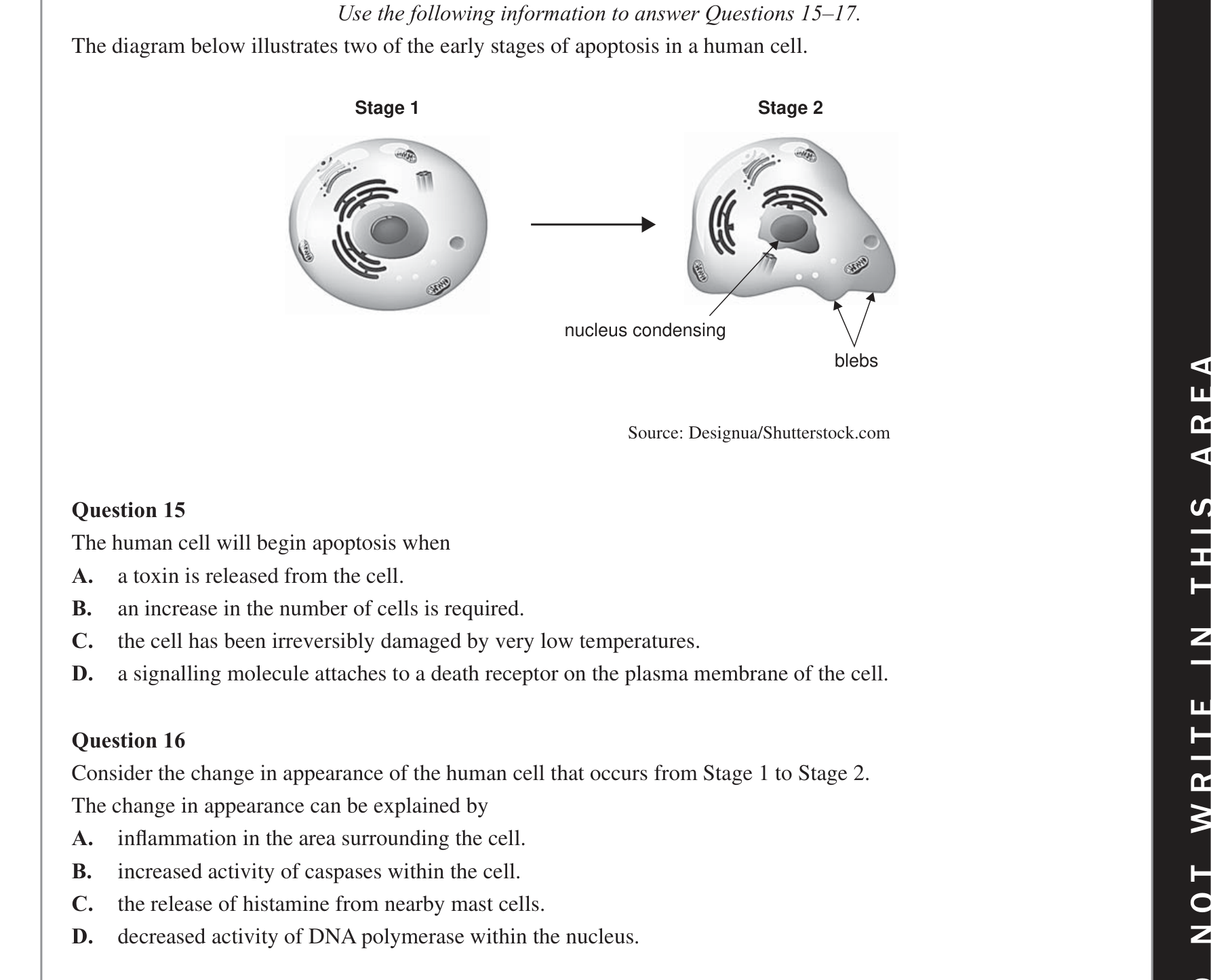 Biology 2020 Exam Question 16 — Innate immune cell roles