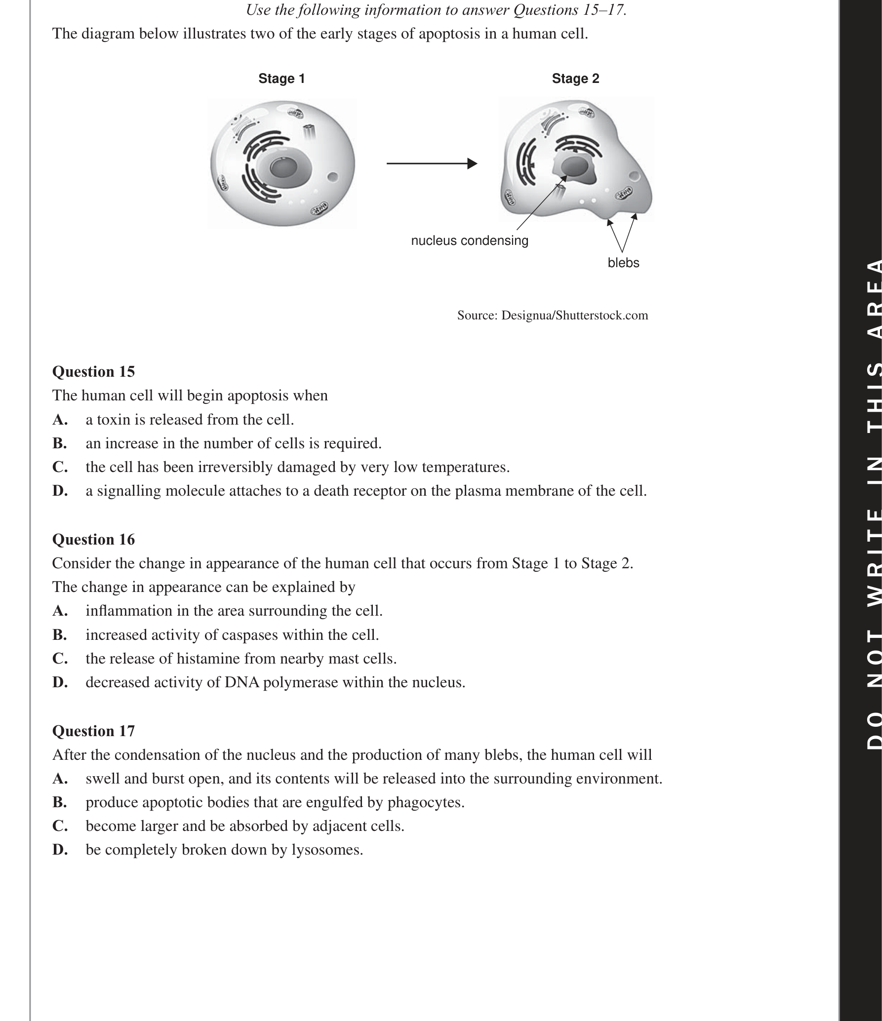 Biology 2020 Exam Question 17 — Innate immune cell roles