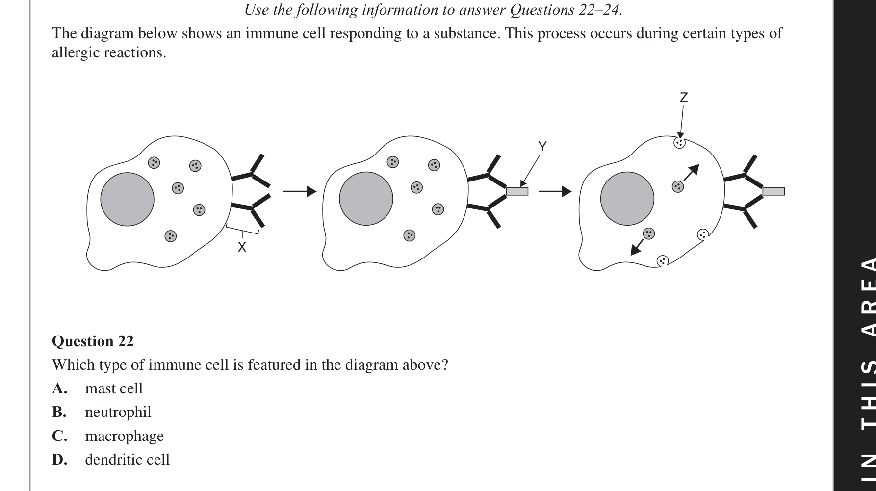 Biology 2020 Exam Question 22 — Allergens and allergic responses, Innate immune cell roles