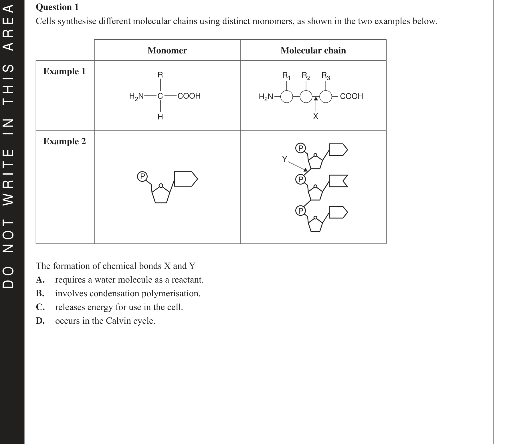 Biology 2021 Exam Question 1 — Amino acids and polypeptide structure, Nucleotide composition of mRNA, rRNA, tRNA