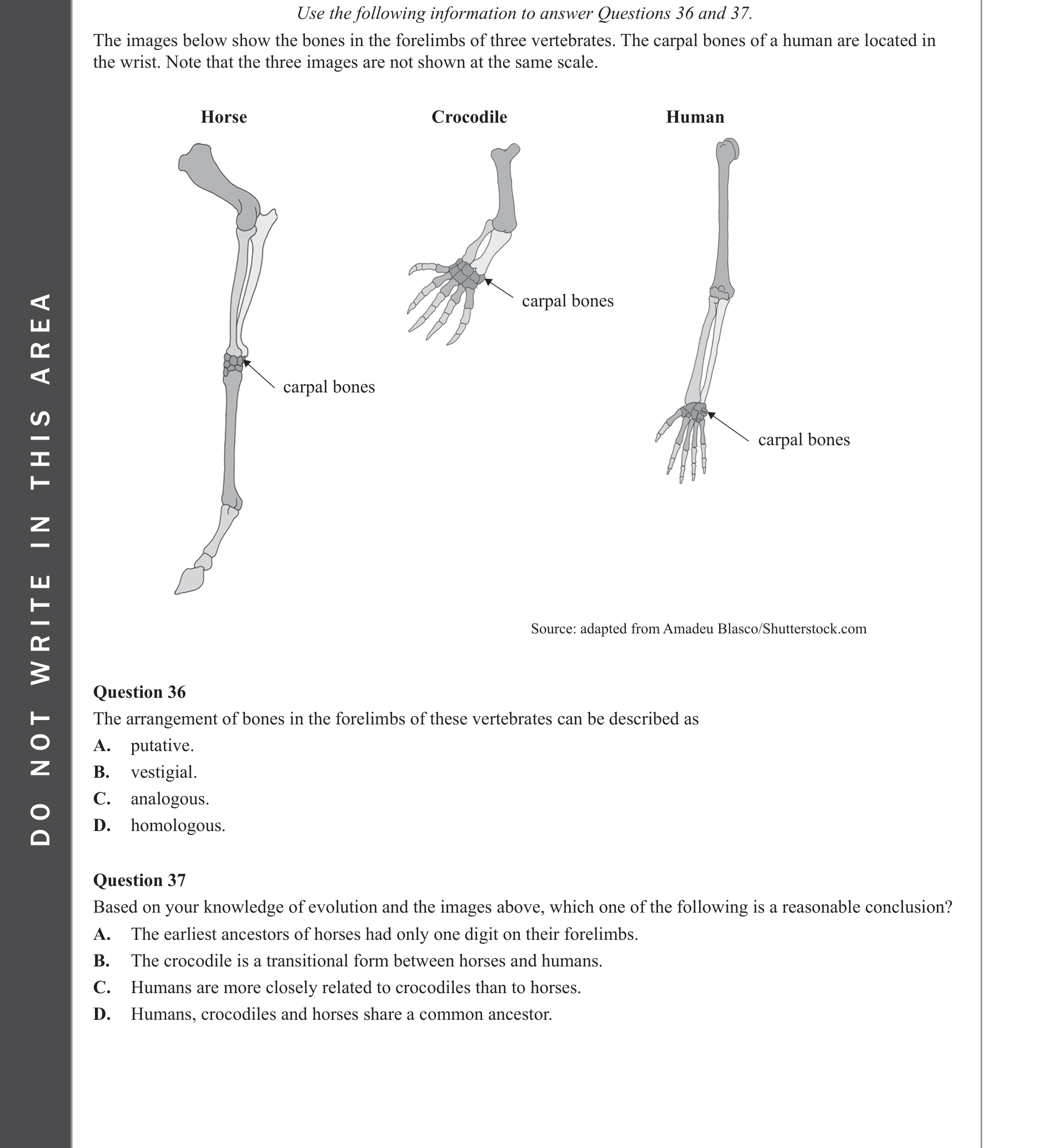 Biology 2022 Exam Question 37 — Homologous and vestigial structures, Phylogenetic tree construction and interpretation