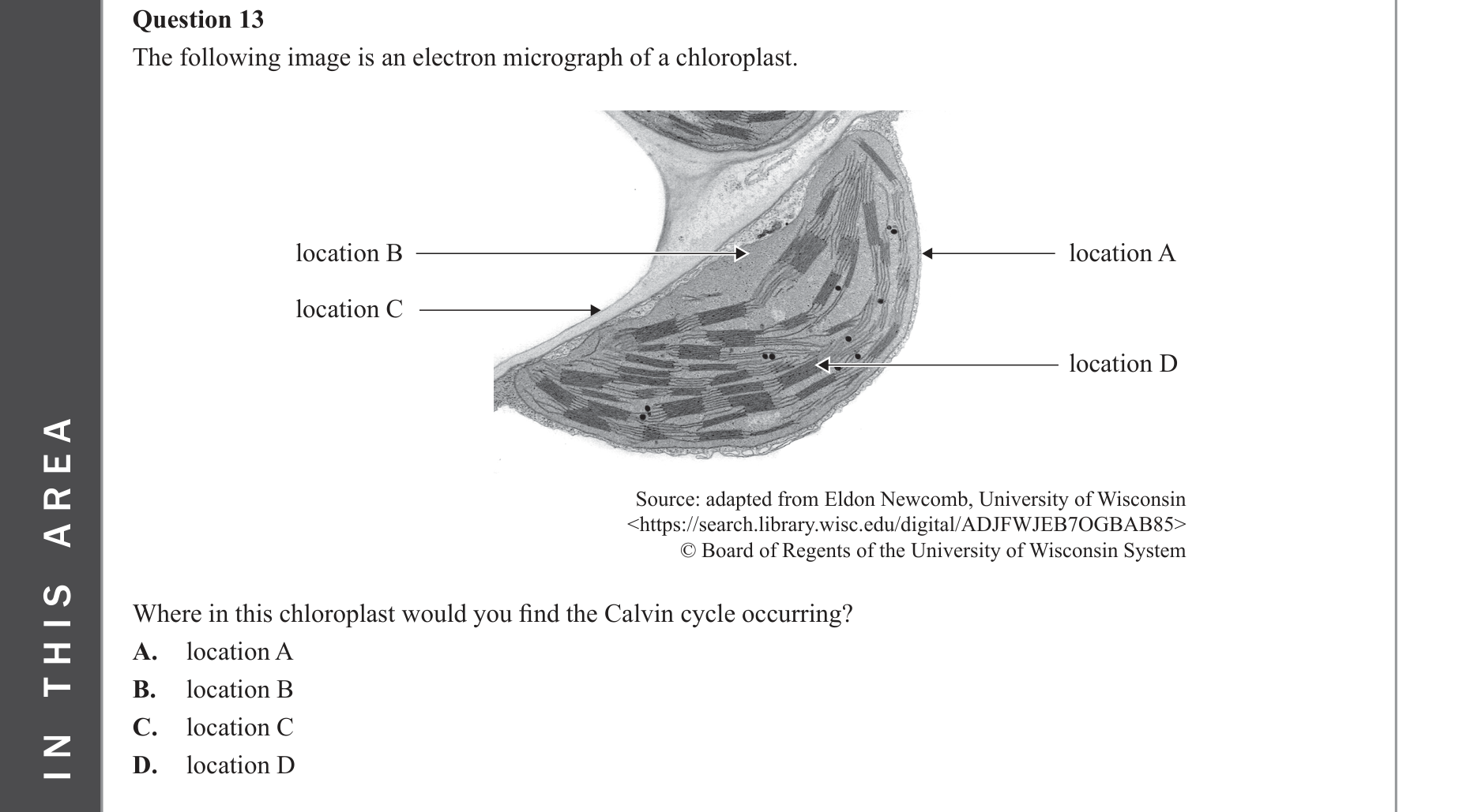 Biology 2023 Exam Question 13 — Location of photosynthesis stages