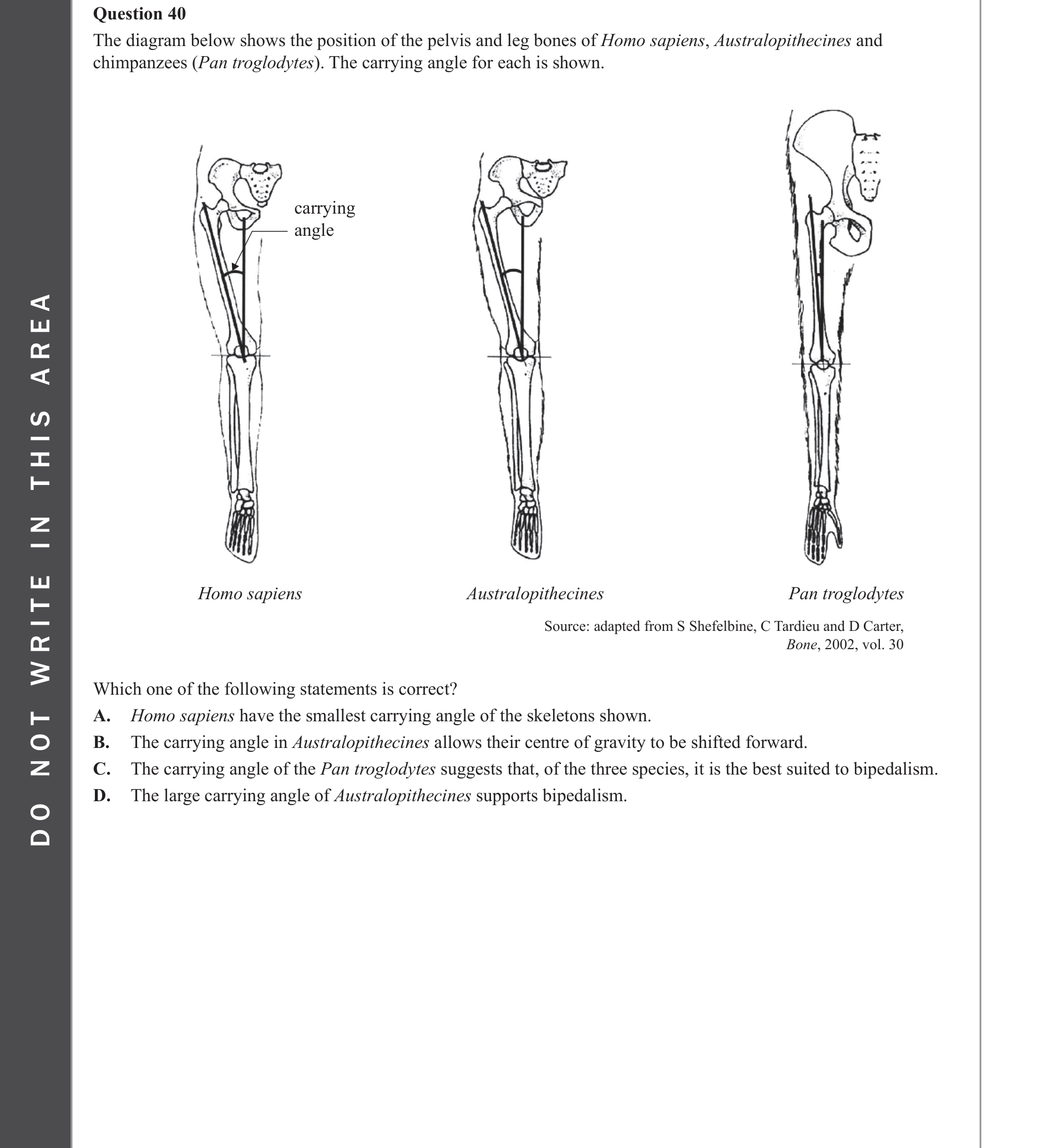 Biology 2023 Exam Question 40 — Australopithecus to Homo trends, Brain size and limb structure changes