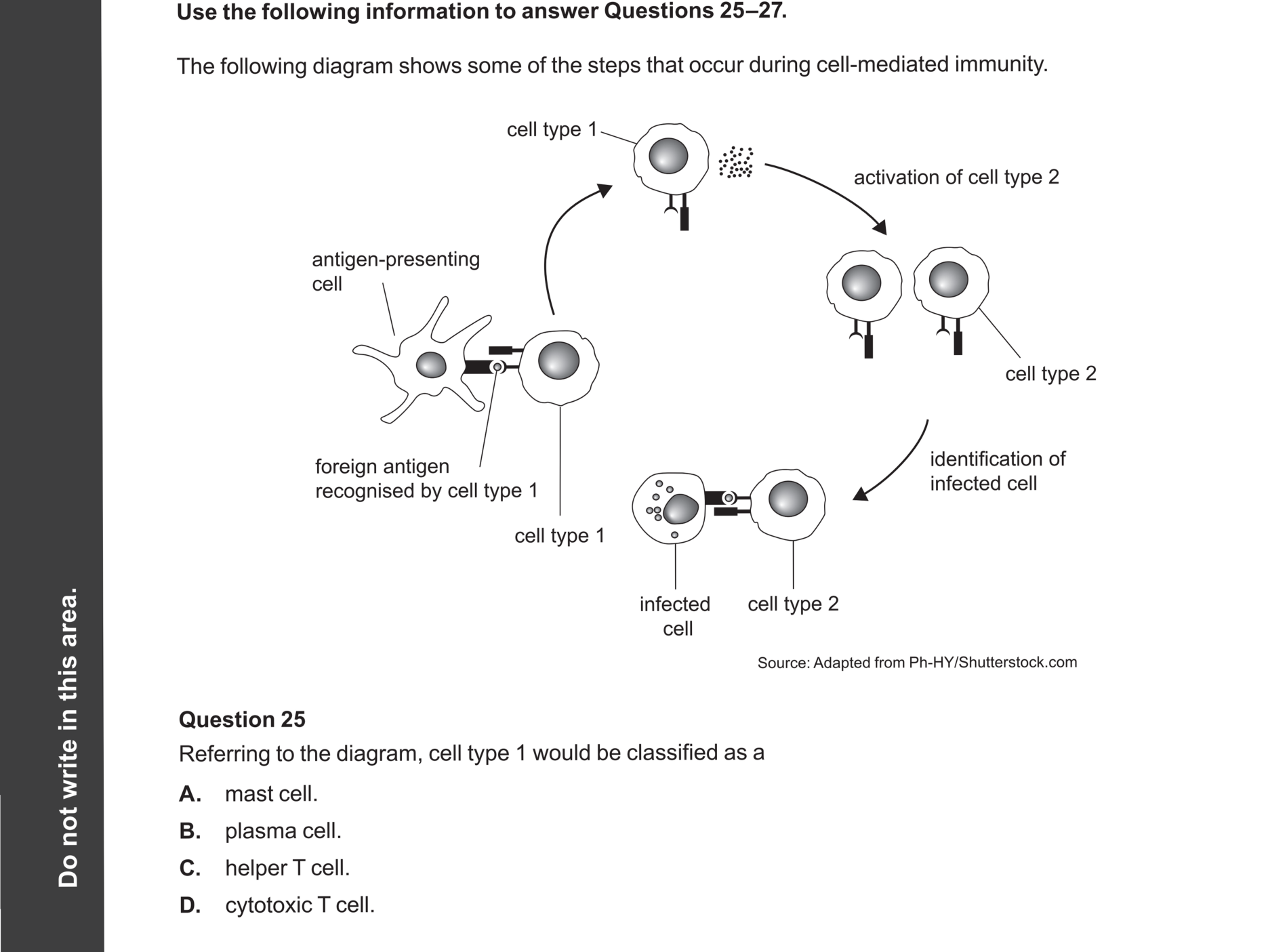 Biology 2024 Exam Question 25 — Helper T and cytotoxic T cells, Antigen presentation and initiation