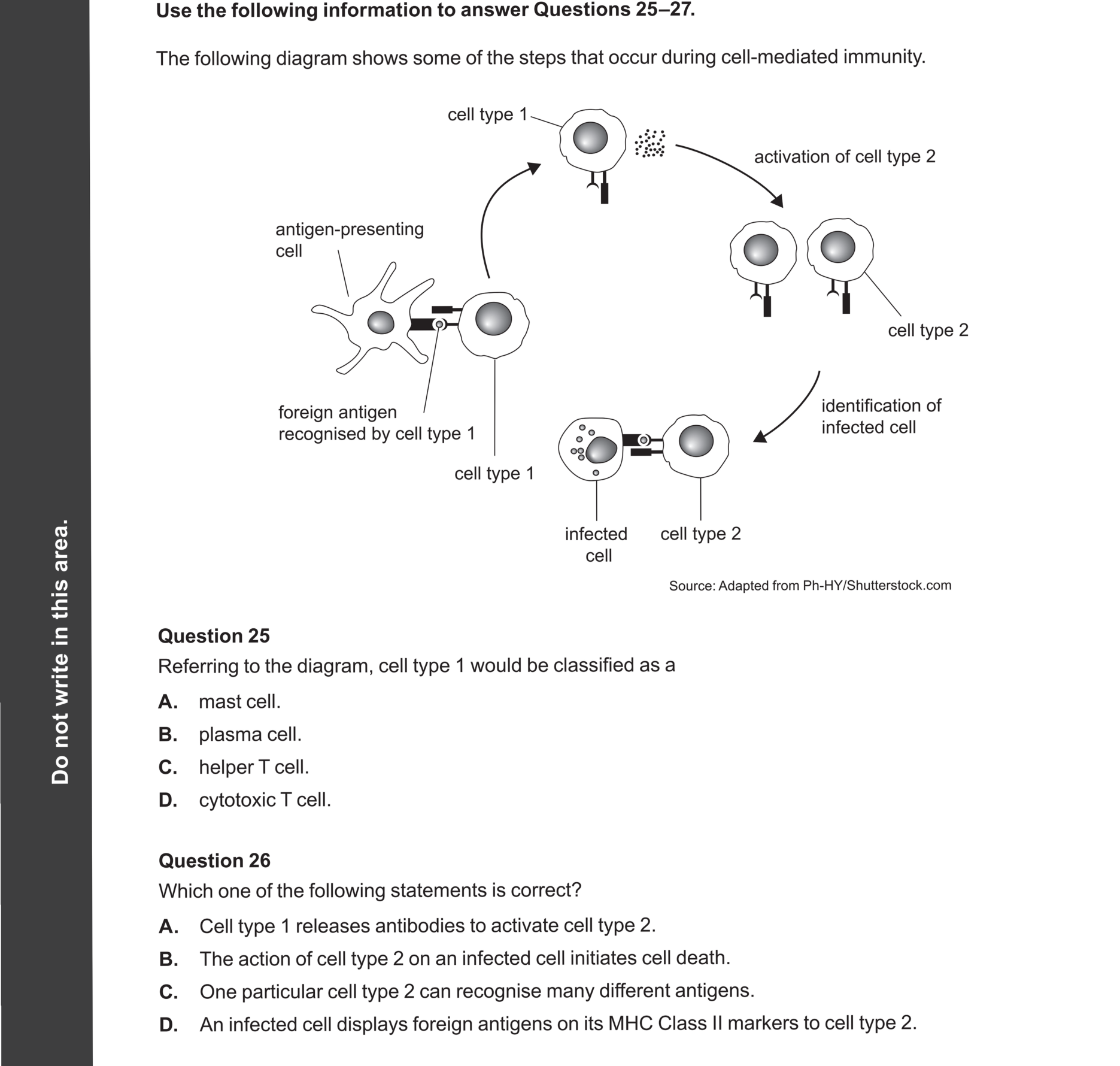 Biology 2024 Exam Question 26 — Helper T and cytotoxic T cells