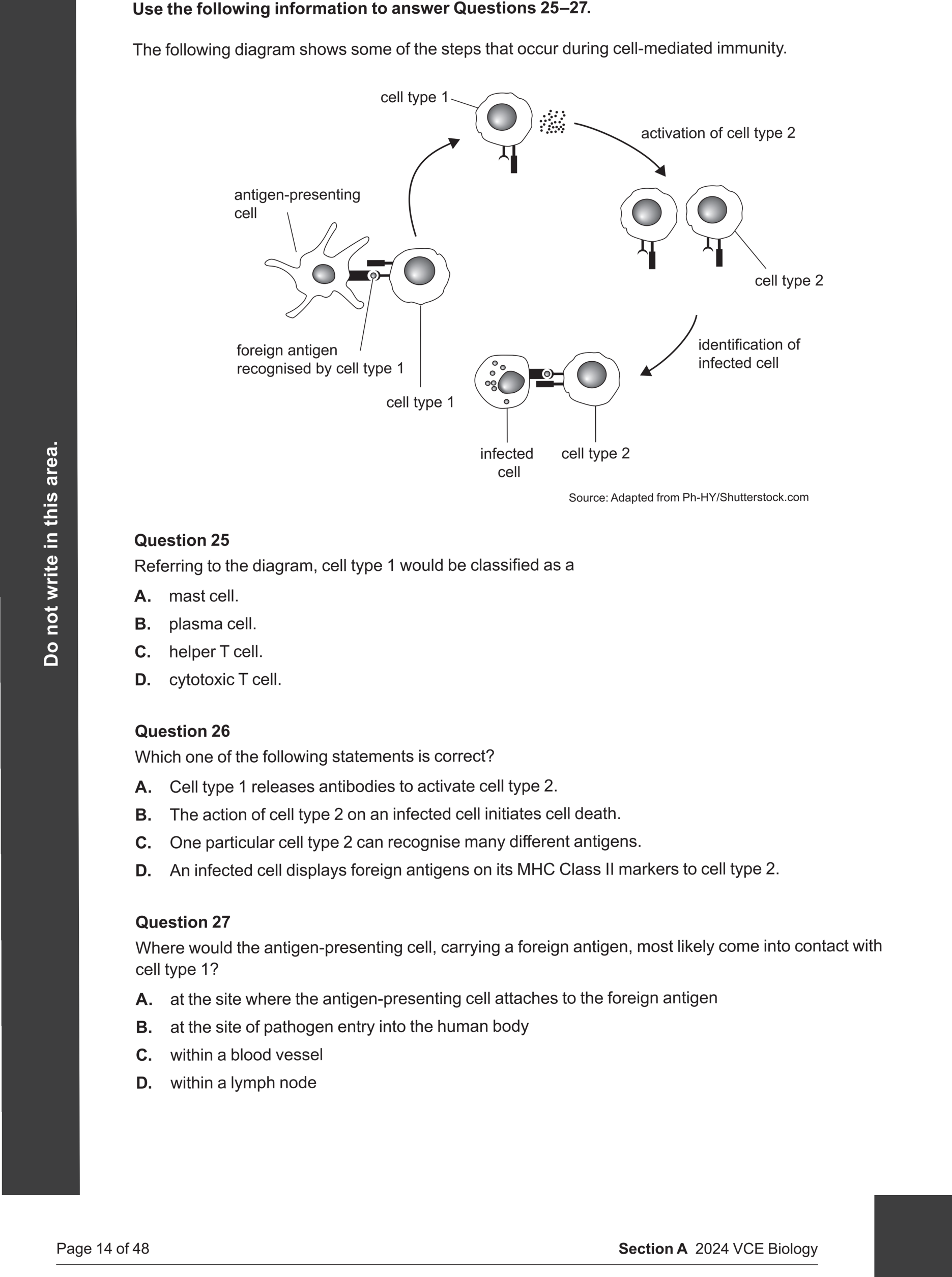 Biology 2024 Exam Question 27 — Lymphatic system and lymph nodes, Antigen presentation and initiation