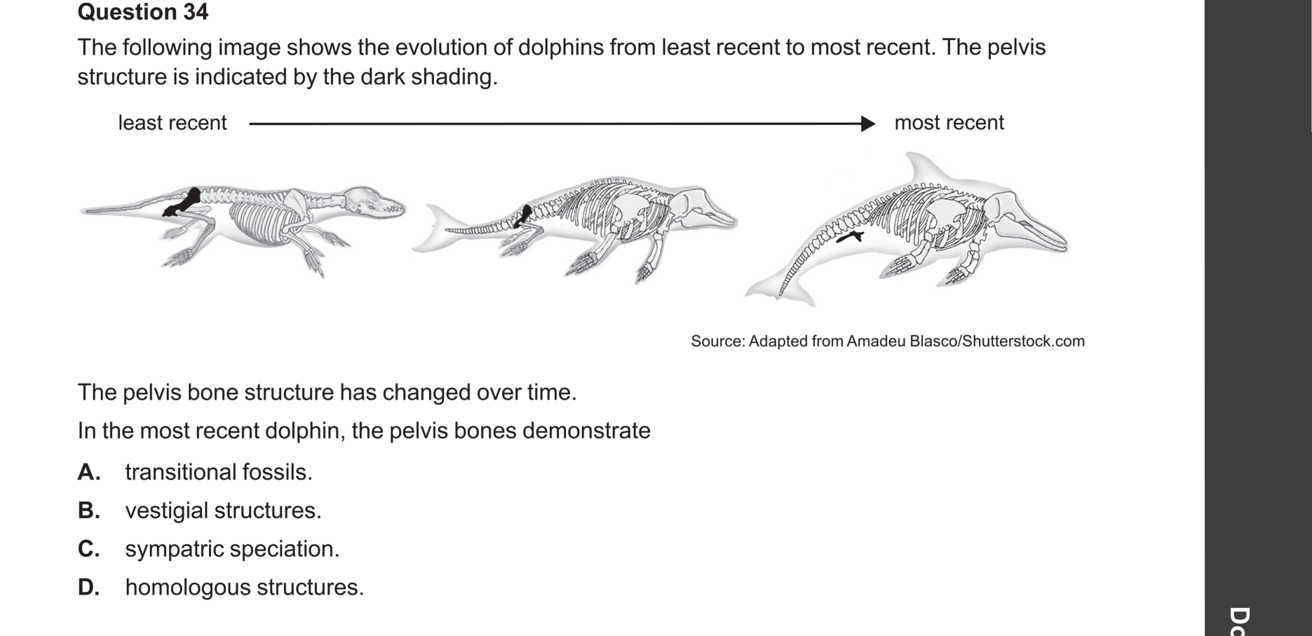 Biology 2024 Exam Question 34 — Homologous and vestigial structures