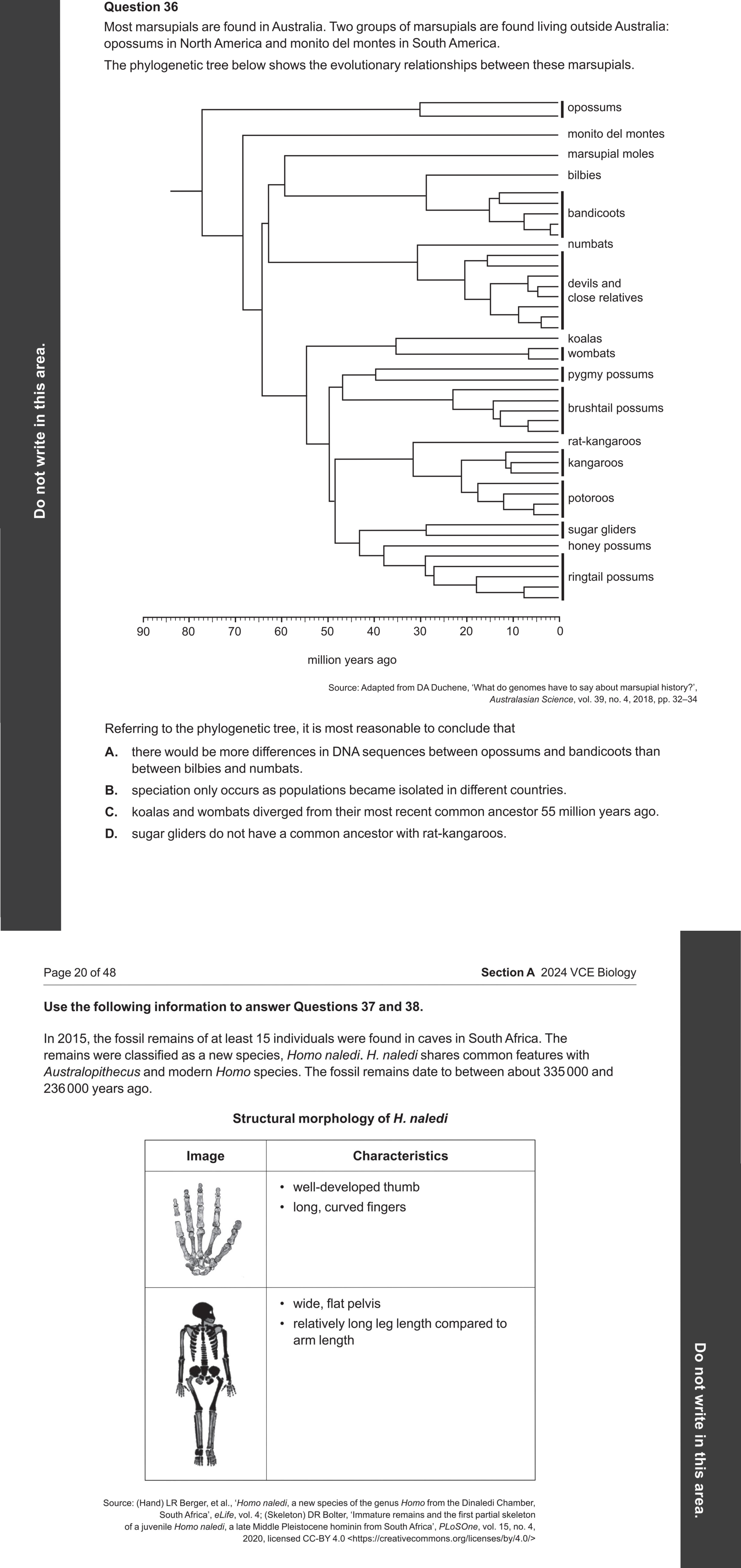 Biology 2024 Exam Question 36 — Phylogenetic tree construction and interpretation, Molecular evidence for evolution