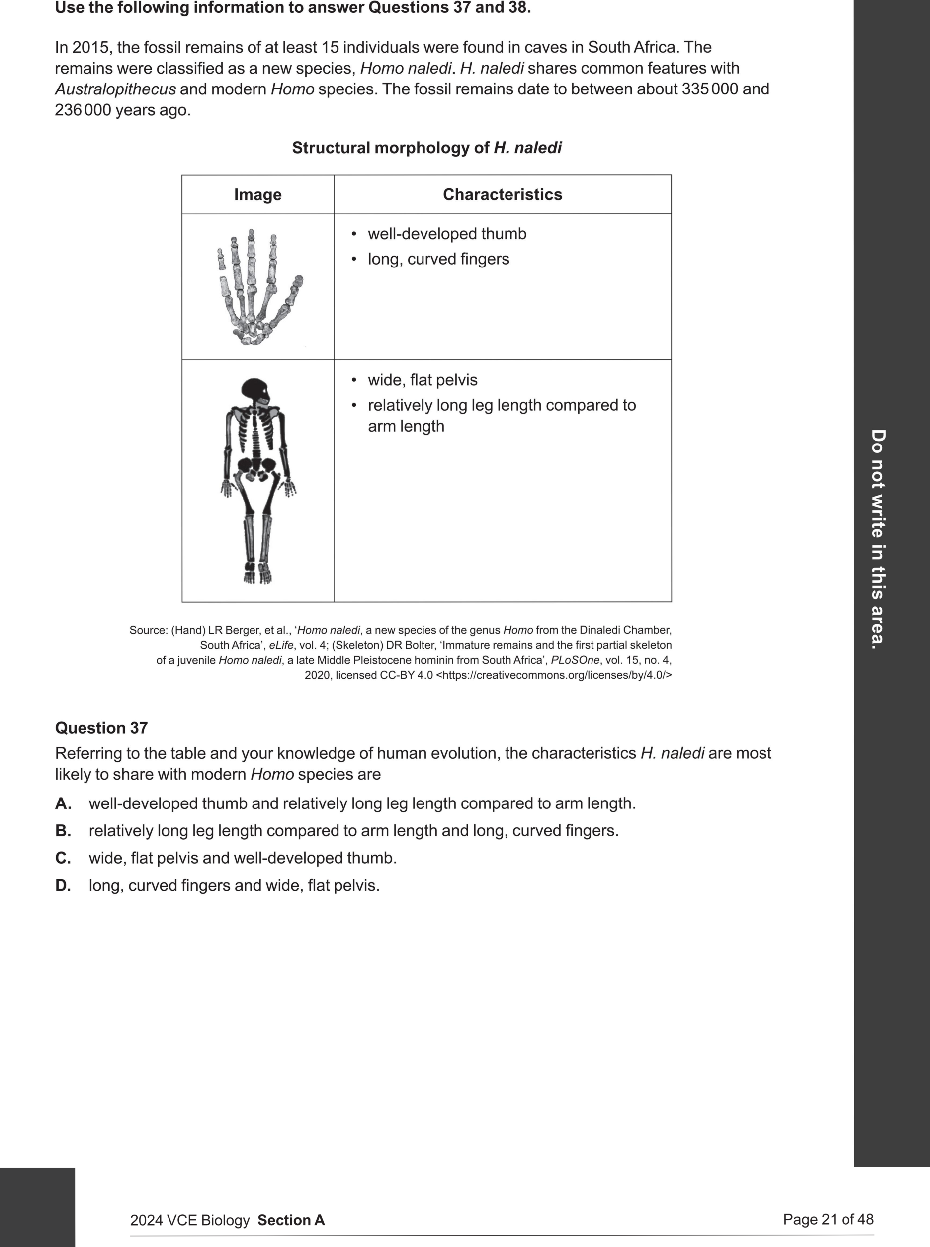 Biology 2024 Exam Question 37 — Australopithecus to Homo trends, Brain size and limb structure changes