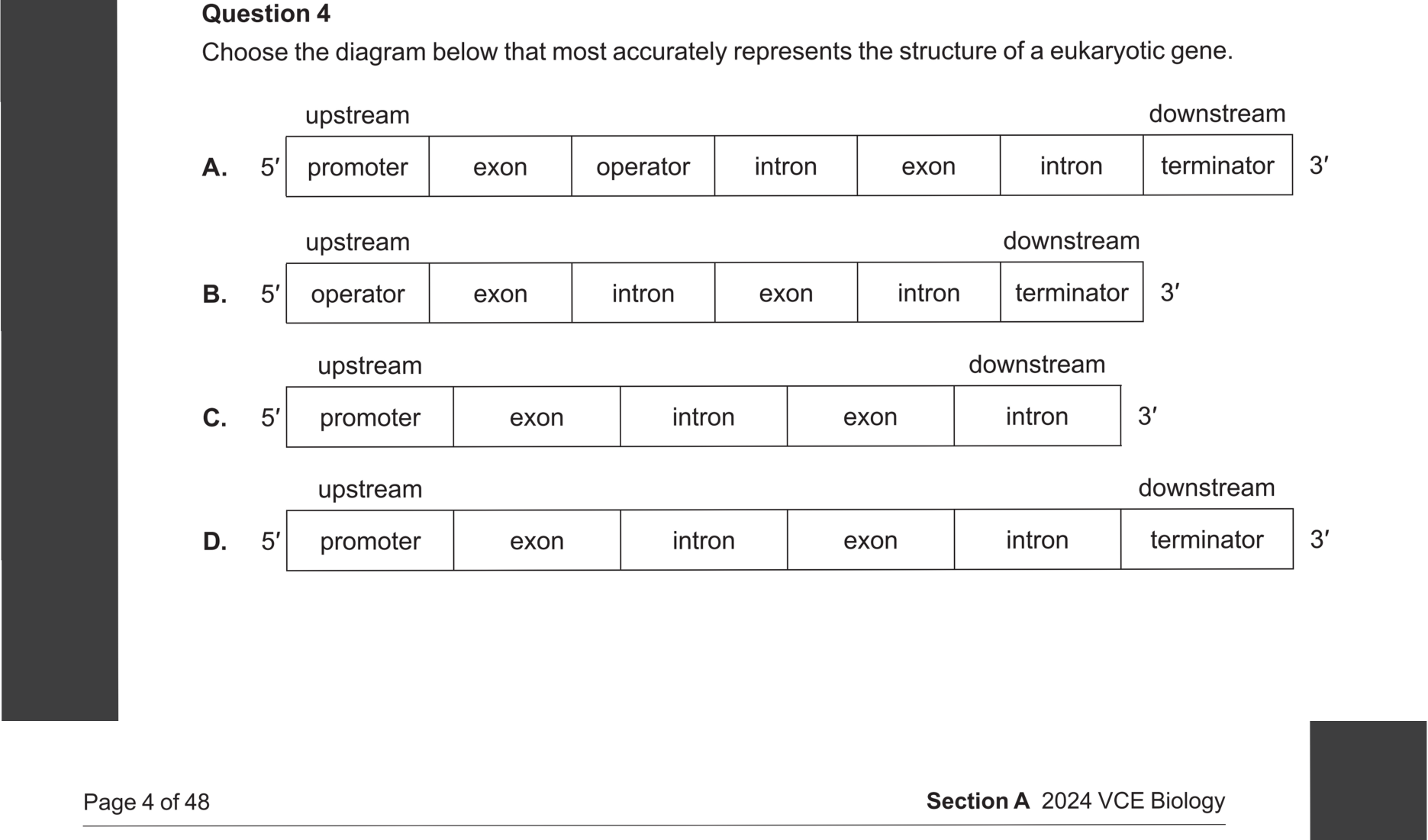 Biology 2024 Exam Question 4 — Gene structure: exons, introns, promoters