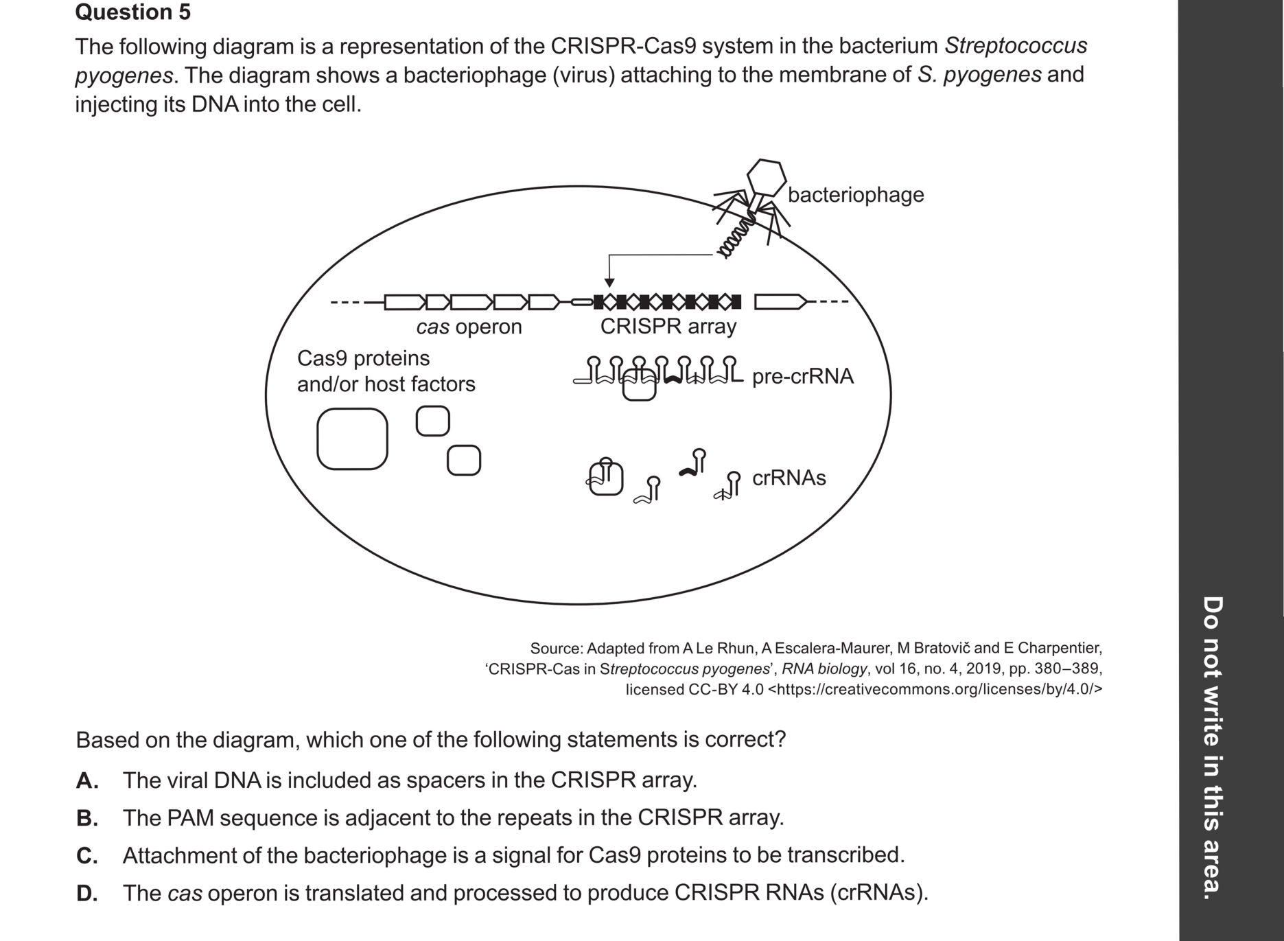 Biology 2024 Exam Question 5 — CRISPR-Cas9 function and genome editing