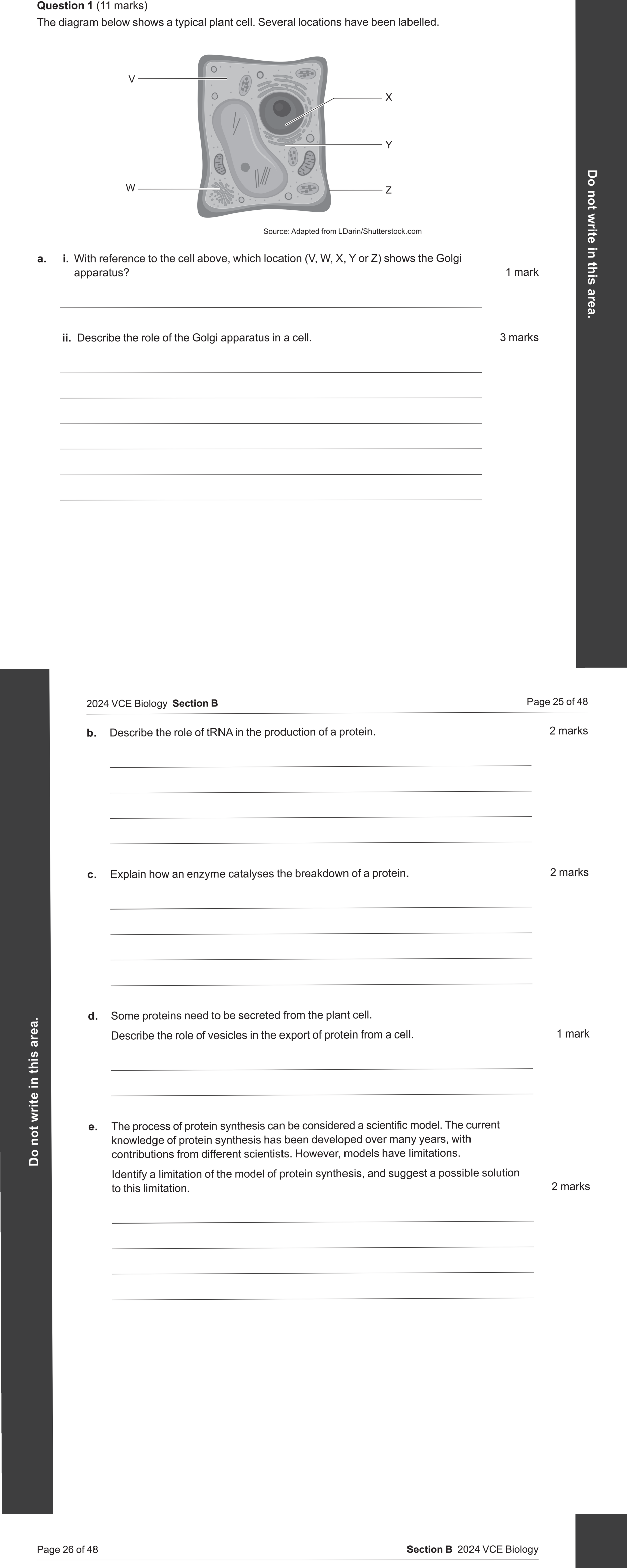 Biology 2024 Exam Question 1(b) — Translation by ribosomes