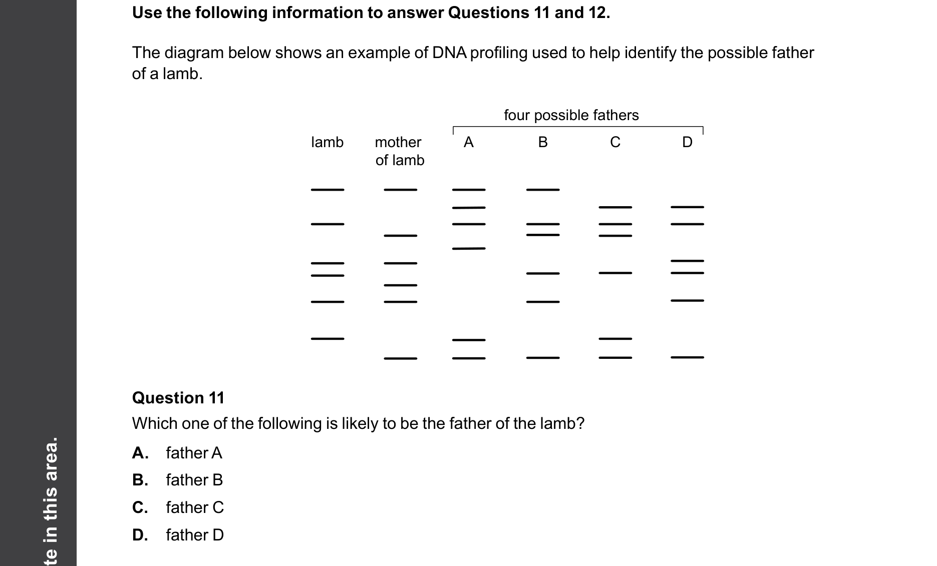 Biology 2025 Exam Question 11 — Gel electrophoresis and DNA profiling