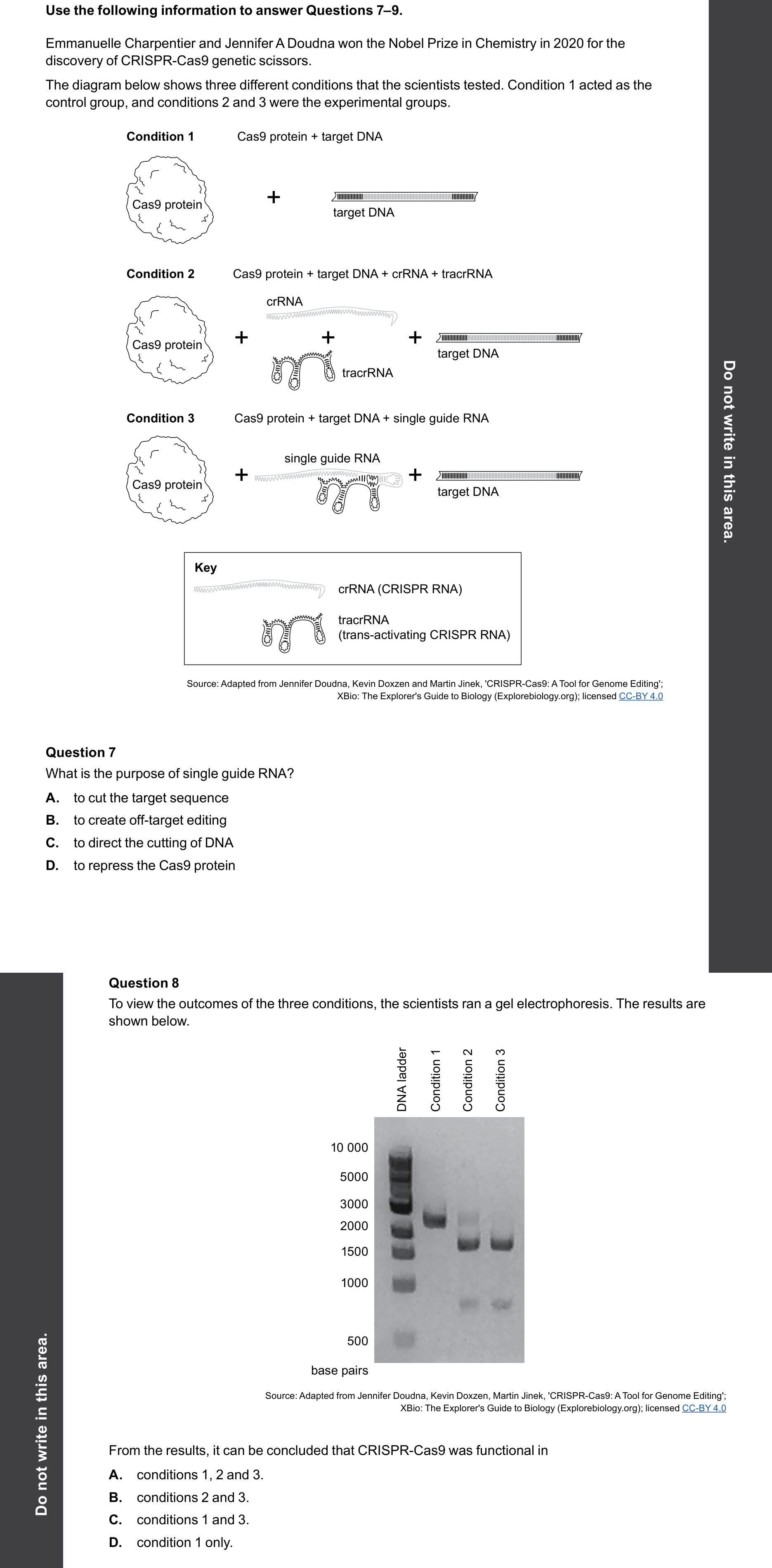 Biology 2025 Exam Question 8 — CRISPR-Cas9 function and genome editing, Gel electrophoresis and DNA profiling